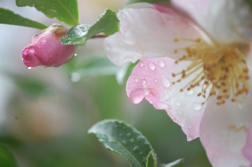 1397-山茶花淡い構図　左に蕾み右に花.JPG